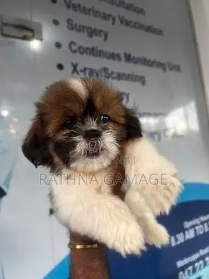 Shihtzu Puppy