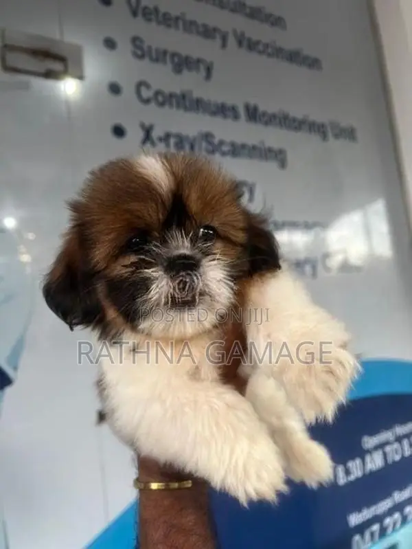 Shihtzu Puppy