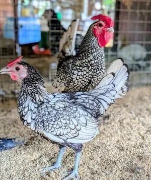 Silver Sebright Chicks