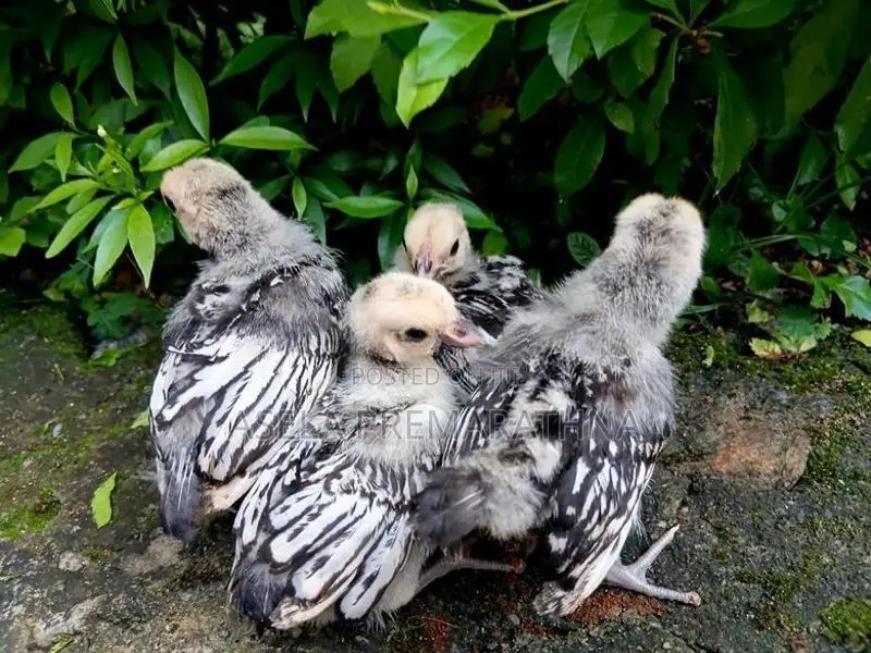 Silver Sebright Chicks