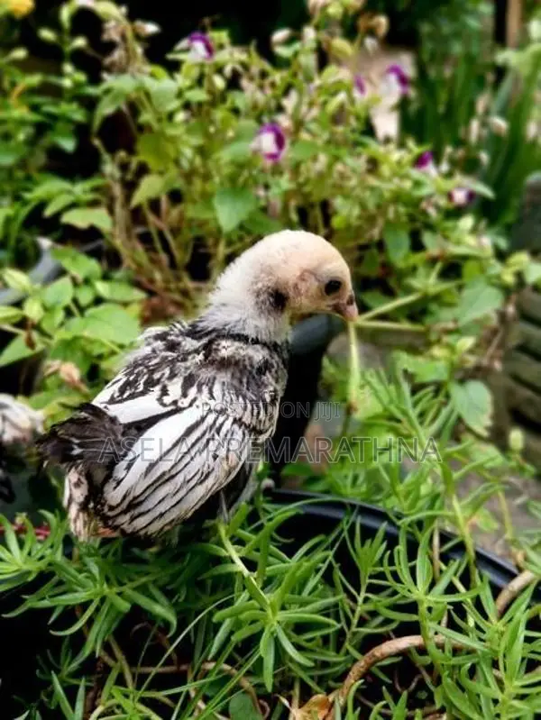 Silver Sebright Chicks