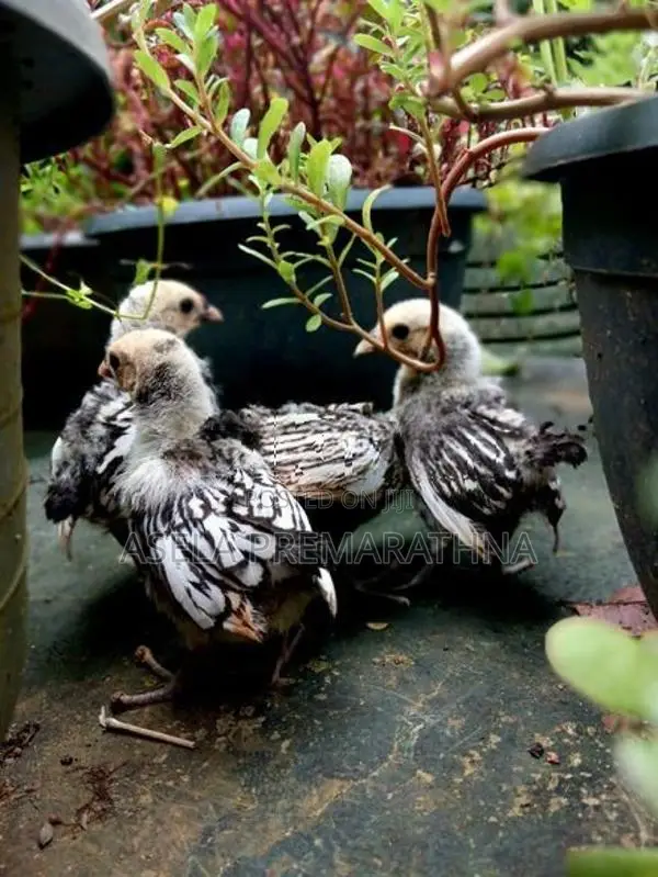 Silver Sebright Chicks