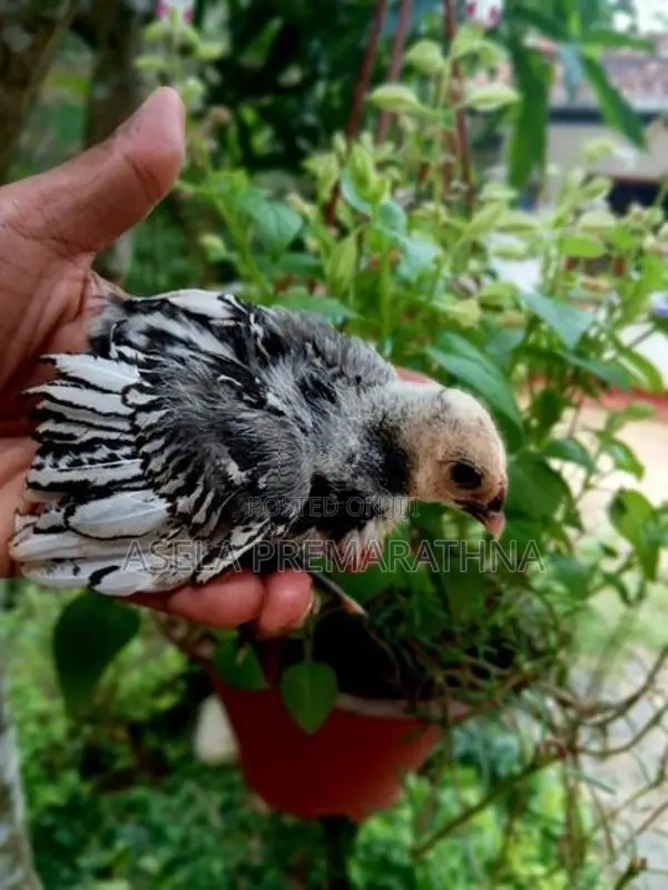 Silver Sebright Chicks