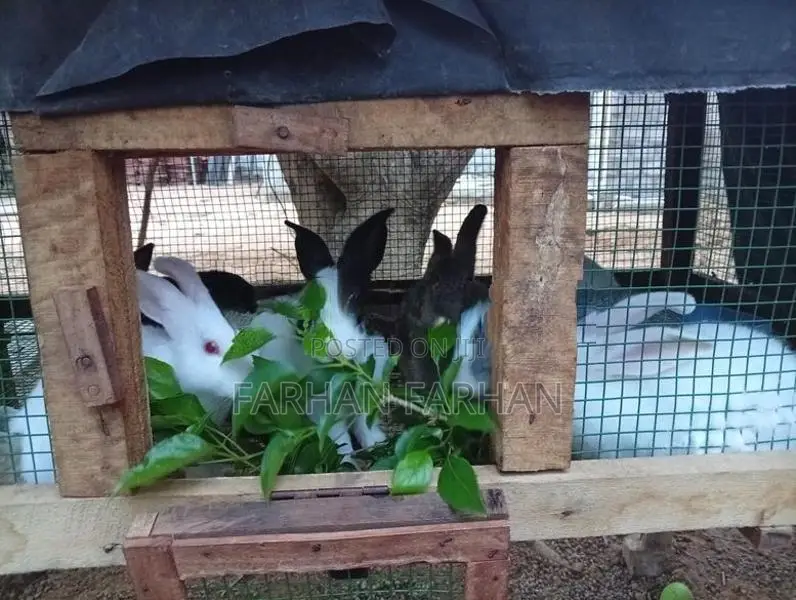 Rabbits