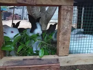 Rabbits
