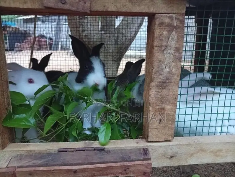 Rabbits