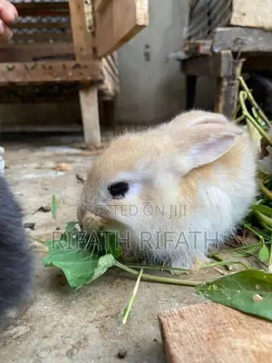 Rabbits