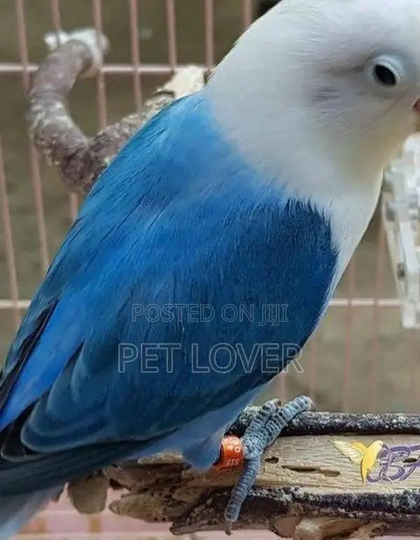 African Love Birds