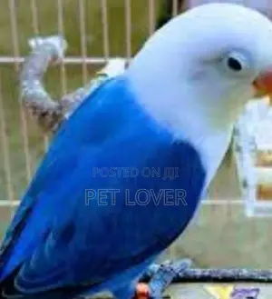 African Love Birds