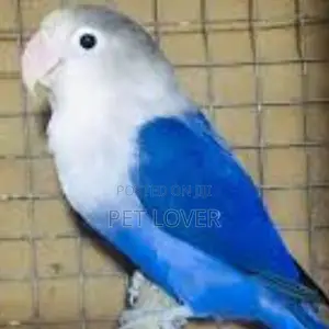 African Love Birds
