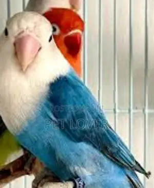 African Love Birds