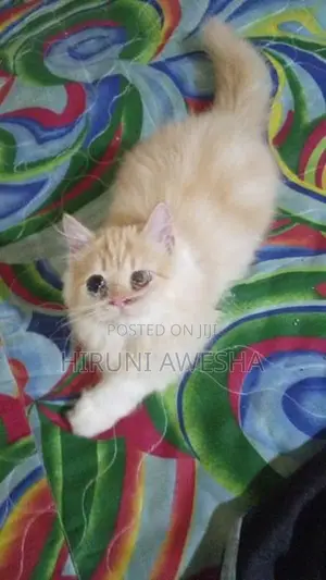 Persian Cat