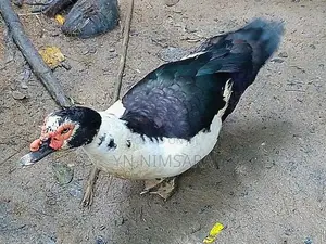 Moscow Ducks