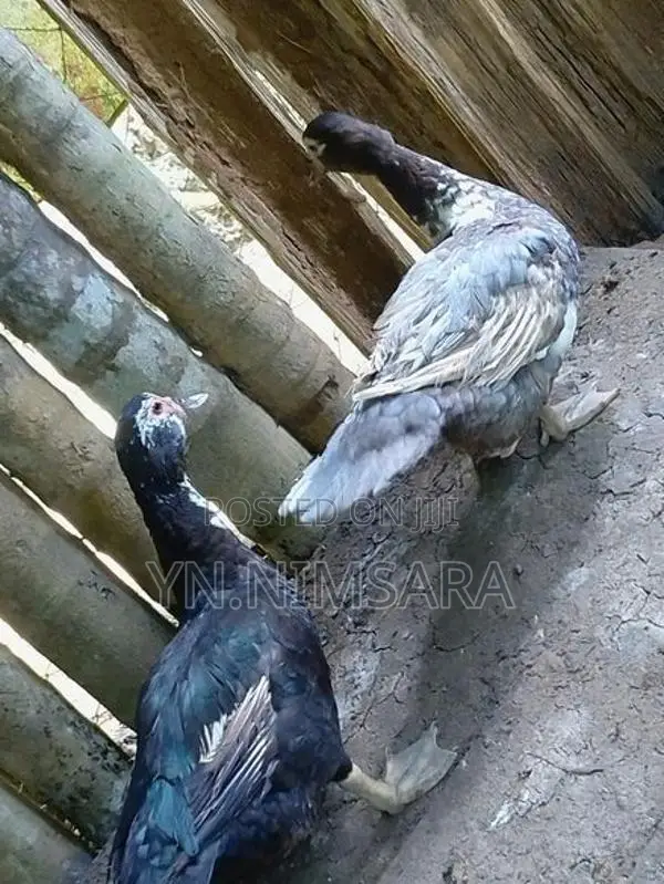 Moscow Ducks