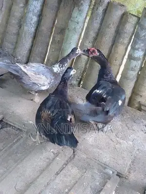 Moscow Ducks