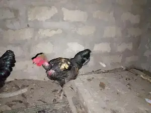 Farm Chickens