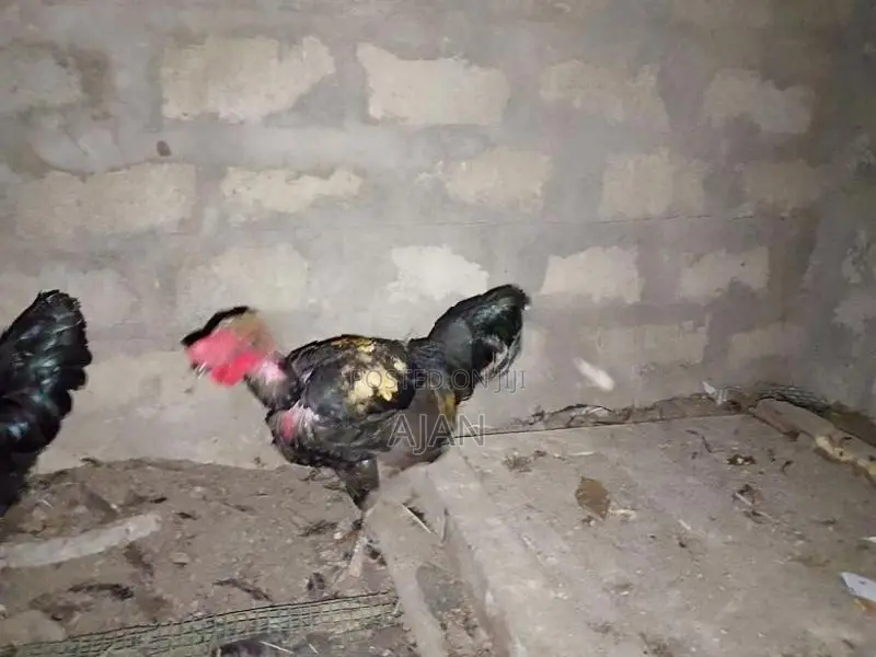 Farm Chickens