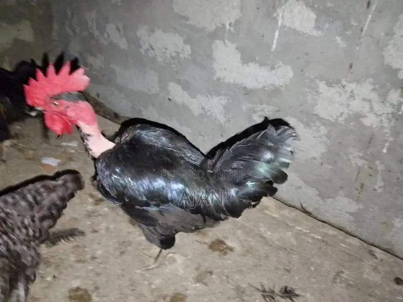 Farm Chickens