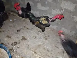 Farm Chickens