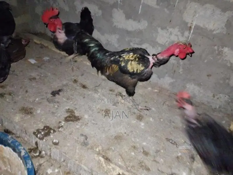 Farm Chickens