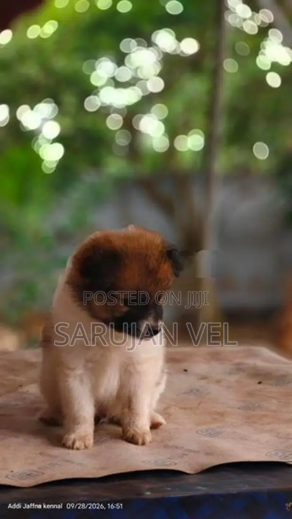 Pomeranian Puppies