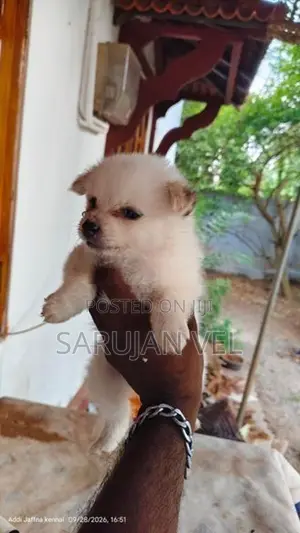 Pomeranian Puppies