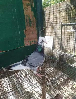Pigeons
