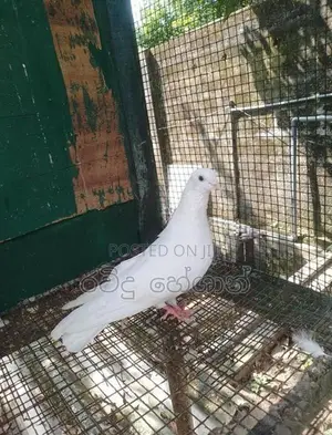 Pigeons