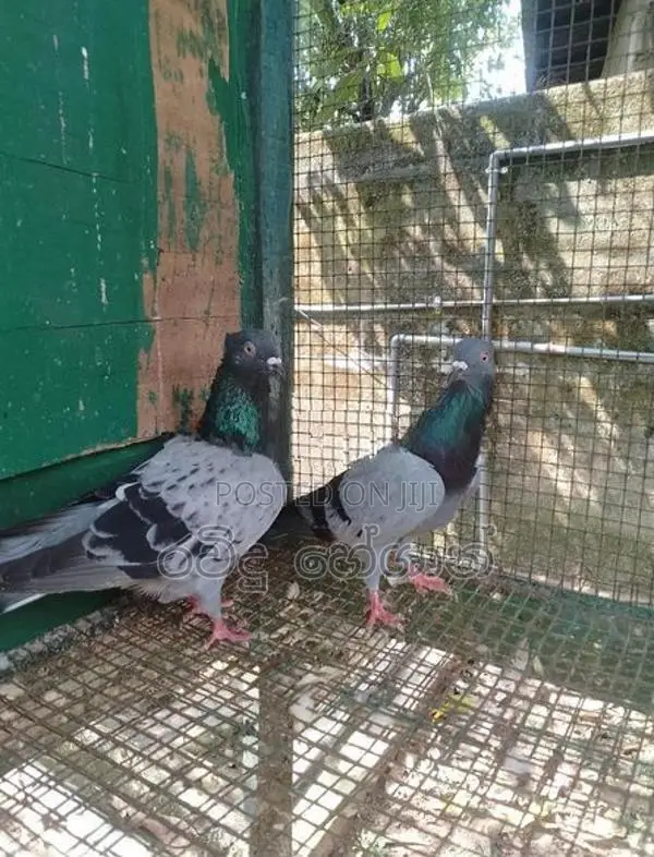 Pigeons