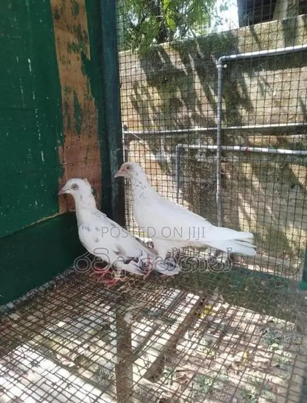 Pigeons