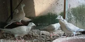 Indian Daws
