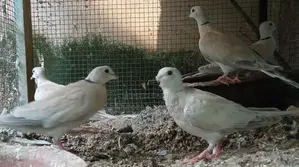 Indian Daws