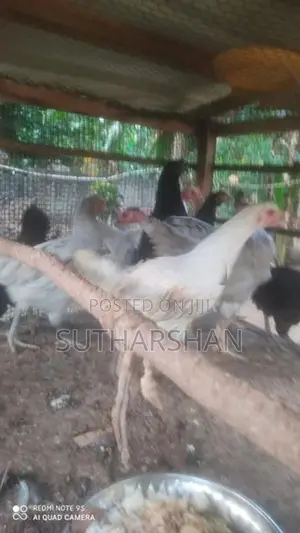 Country Chicken