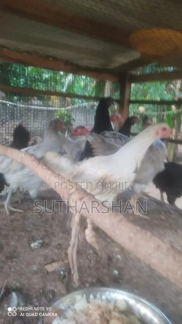 Country Chicken