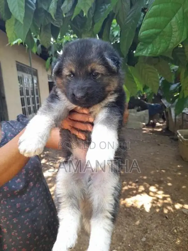 Lion Germen Shepherd Puppies