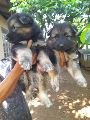 Lion Germen Shepherd Puppies