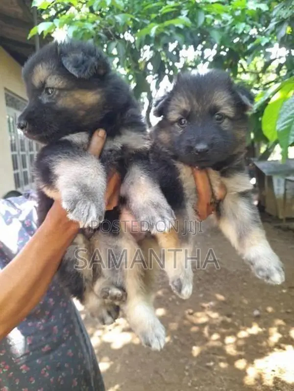 Lion Germen Shepherd Puppies