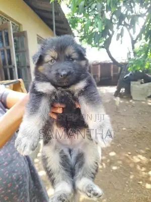 Lion Germen Shepherd Puppies