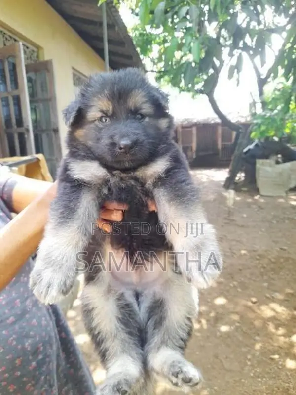 Lion Germen Shepherd Puppies