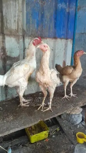 kukulan