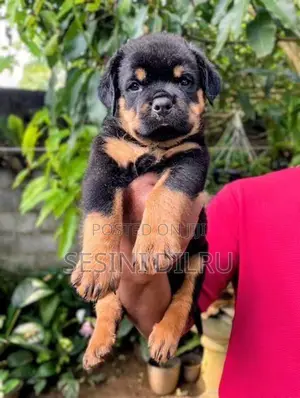 Rottweiler Puppies