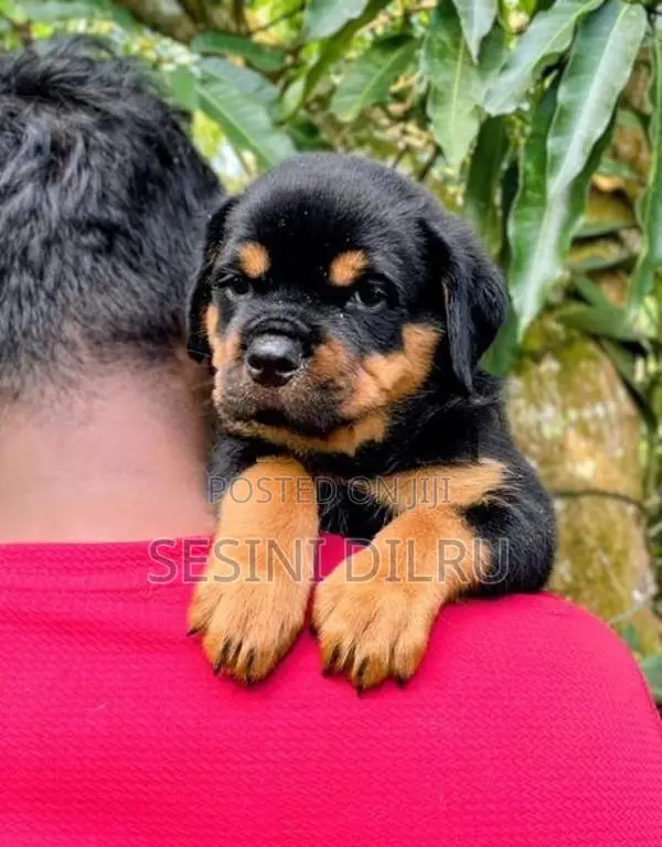 Rottweiler Puppies