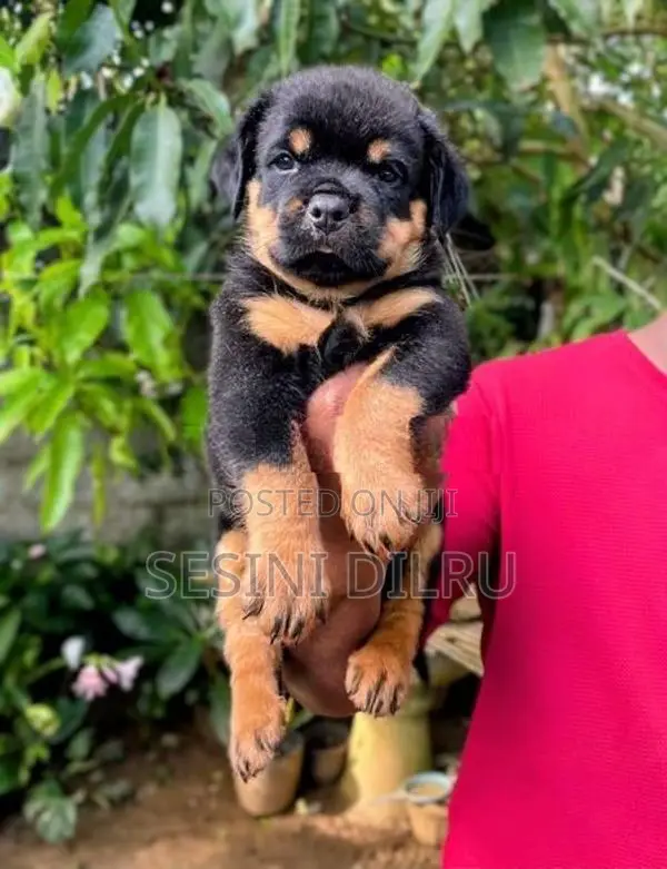 Rottweiler Puppies