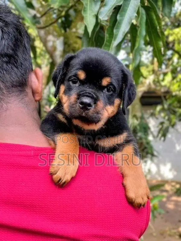 Rottweiler Puppies