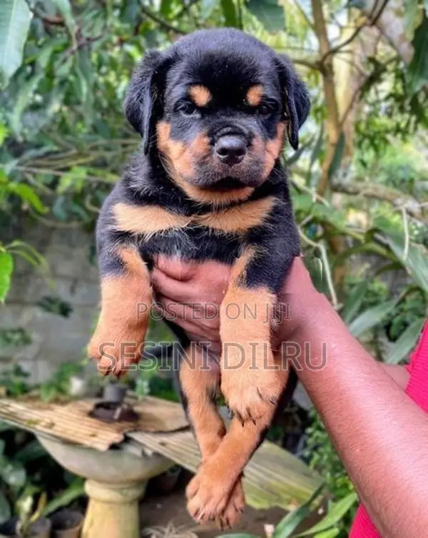 Rottweiler Puppies