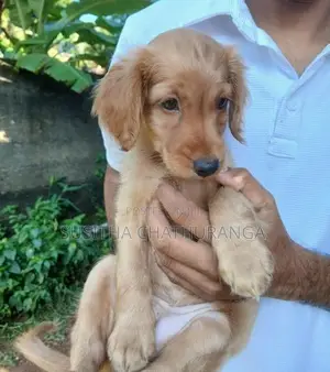 Cocker Spaniel Puppies