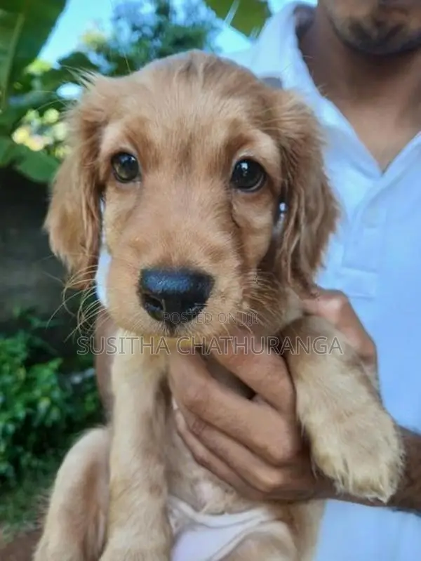 Cocker Spaniel Puppies
