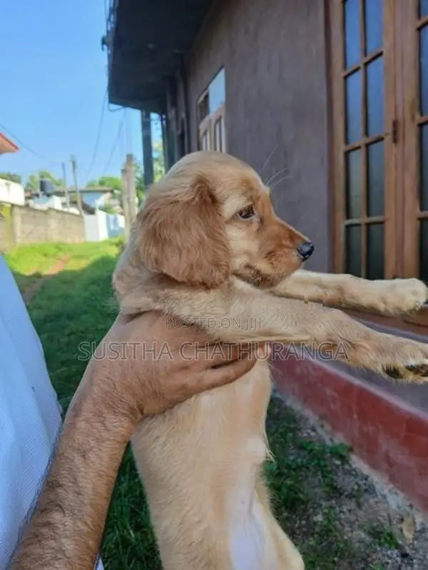 Cocker Spaniel Puppies