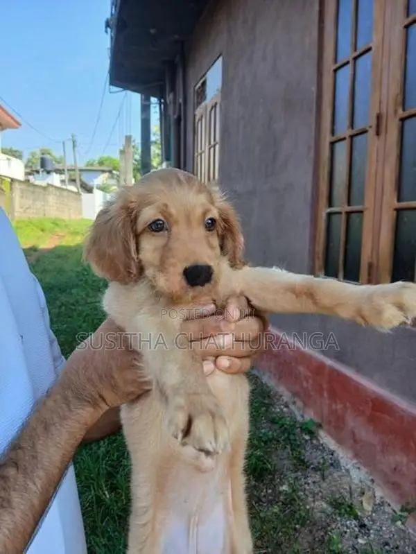 Cocker Spaniel Puppies