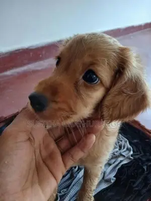 Cocker Spaniel Puppies
